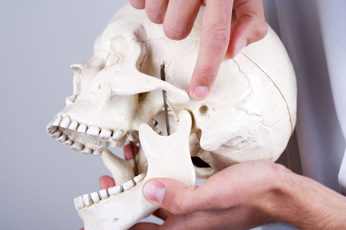 Pointing to the temporomandibular joint (TMJ) on a model school